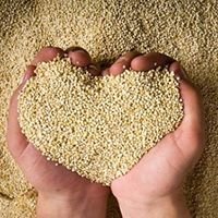 Quinoa |Sa majesté la graine
